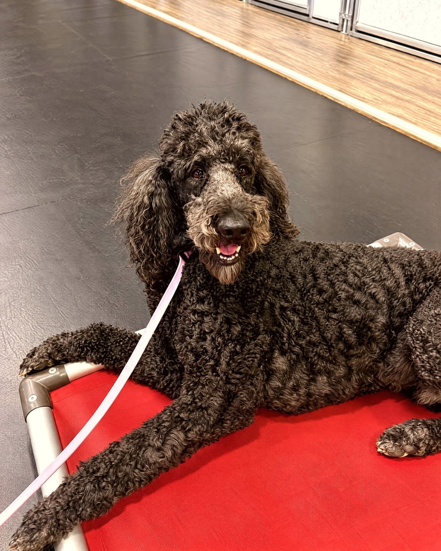 A black standard poodle lies quietly on a red training cot with a leash.