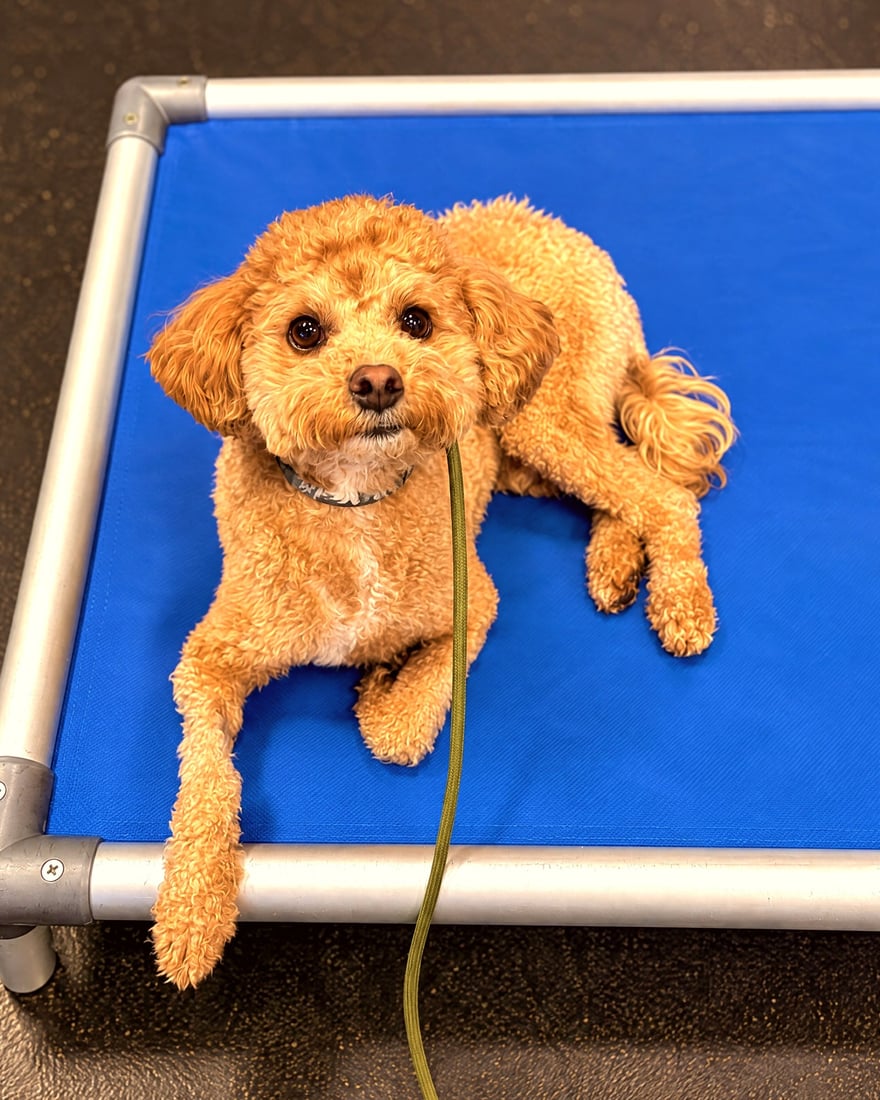 A small brown curly dog lying on a blue training cot indoors looking up.