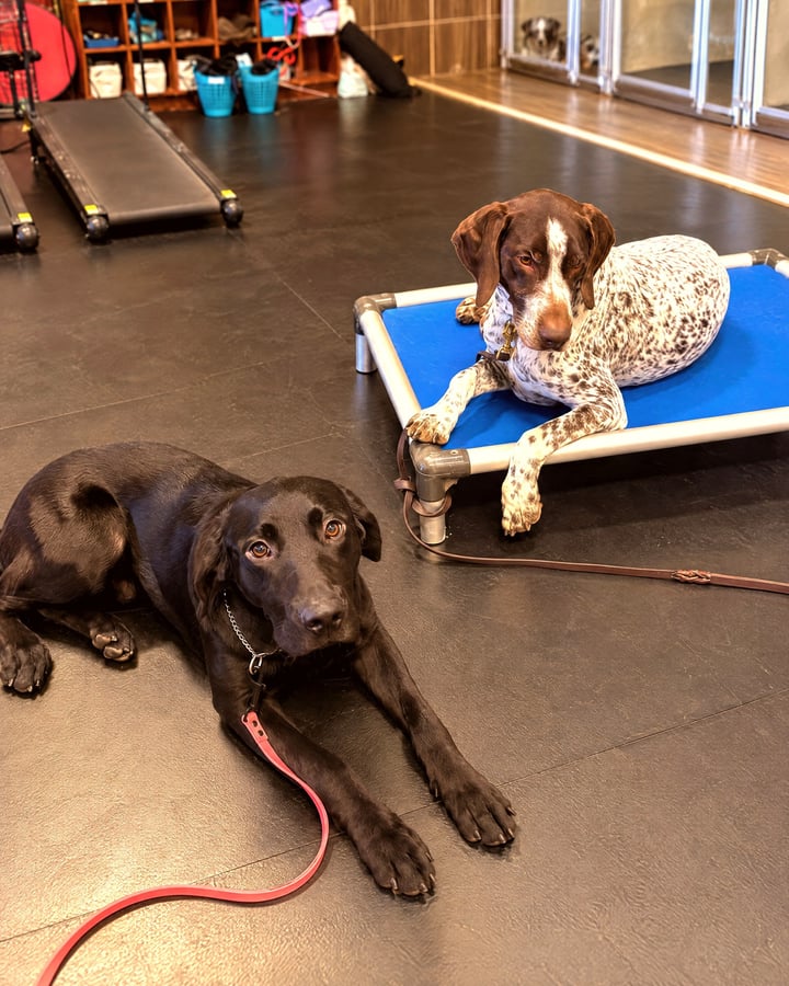 Two calm dogs resting on a cot and mat beside a dog treadmill in an indoor training room.