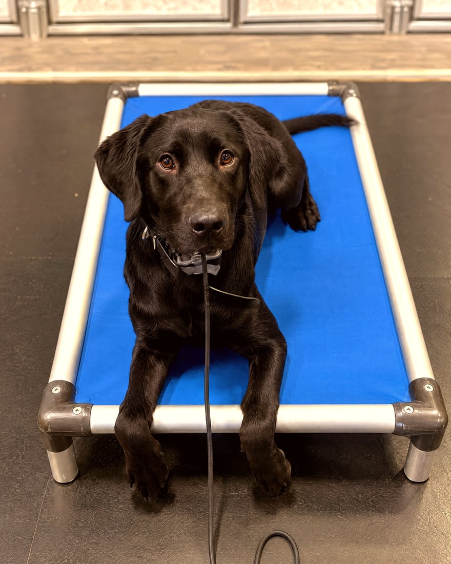 A black Labrador Retriever lying down attentively on a blue elevated cot on an indoor floor.