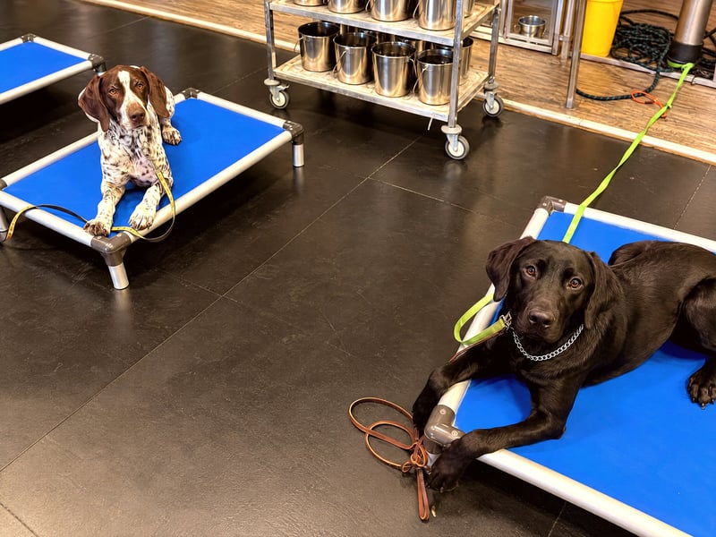 A German Shorthaired Pointer and a black Labrador Retriever lying down on blue cots during place training indoors.