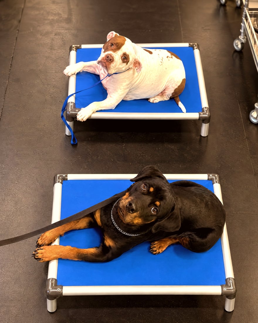 Rottweiler and pit bull maintaining calm down-stays on blue raised cots during indoor obedience training.