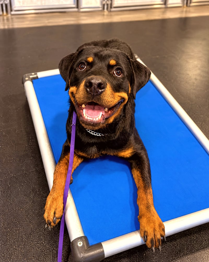 Rottweiler lying on a blue elevated cot on an indoor rubber training floor.