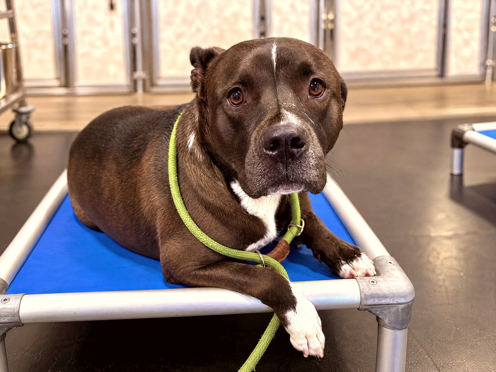 A calm dark brown pit bull mix resting attentively on a blue raised training cot indoors.
