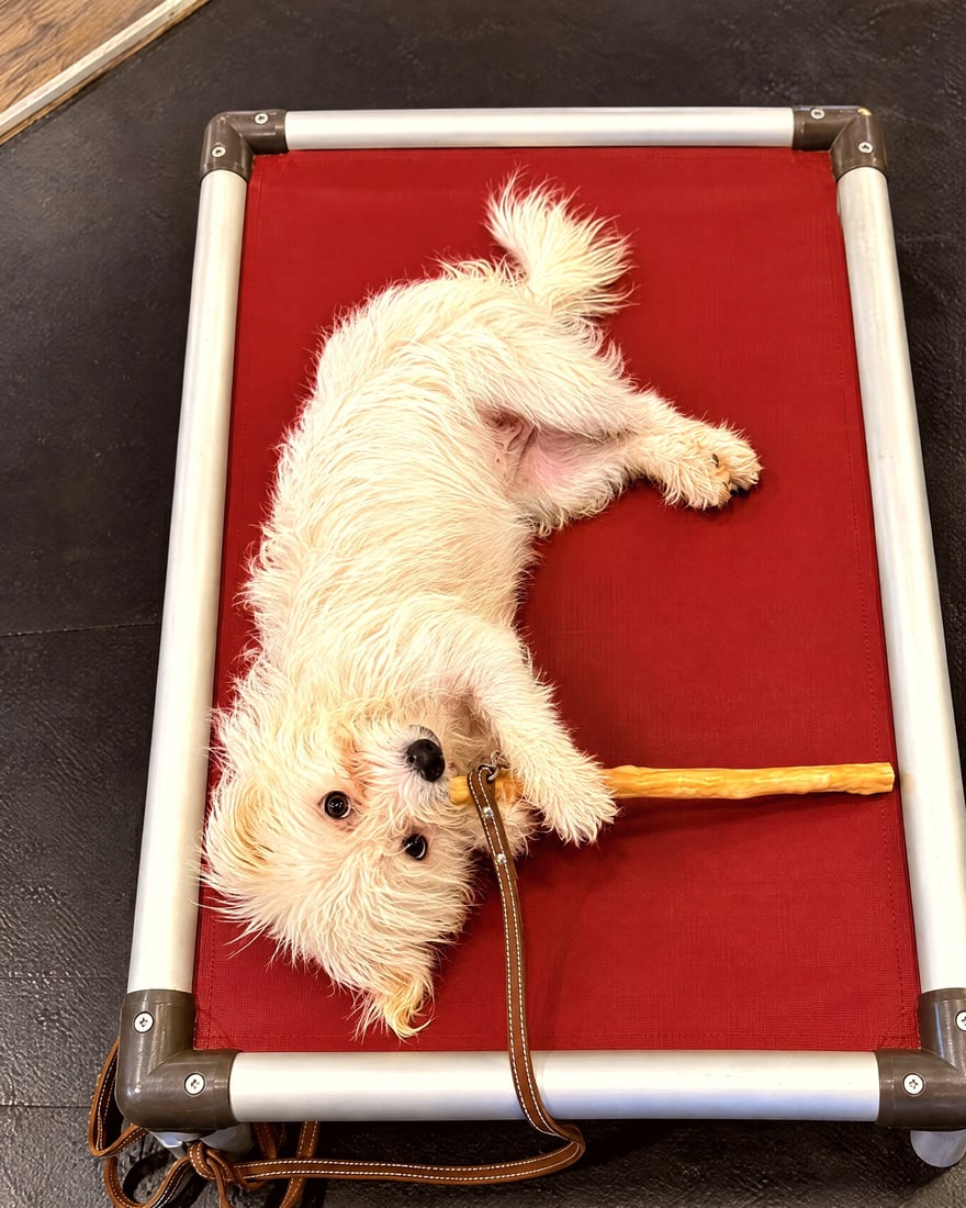 A small fluffy white dog lies upside down on a red raised cot holding a chew stick.