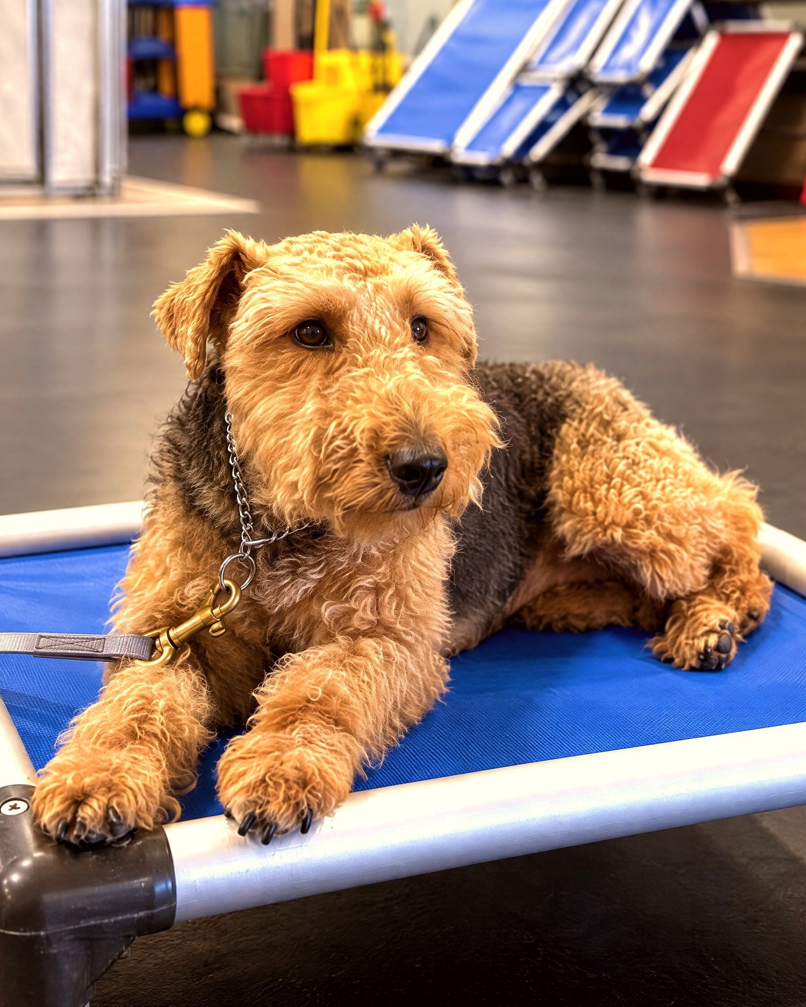 Airedale terrier resting calmly in a down-stay on a raised blue cot on the indoor training floor.