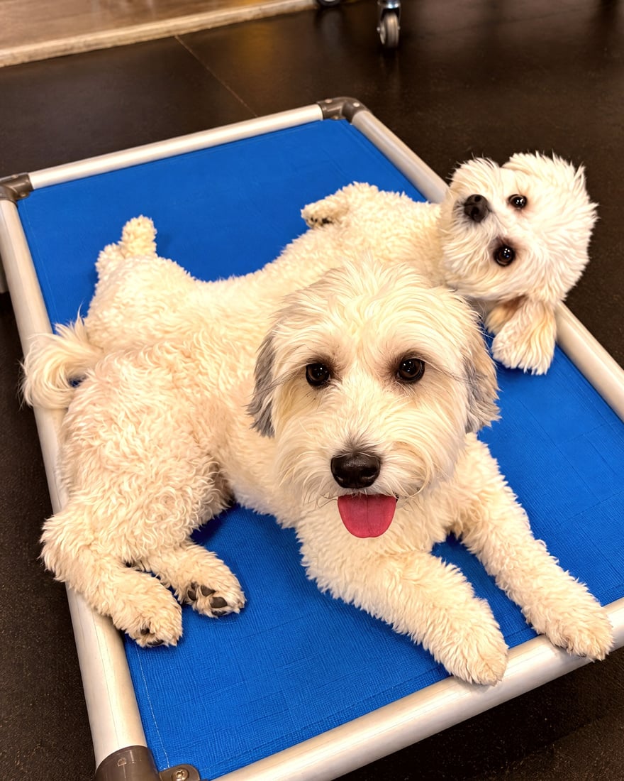 Two small white dogs lying down calmly together on a raised blue place cot during indoor training.