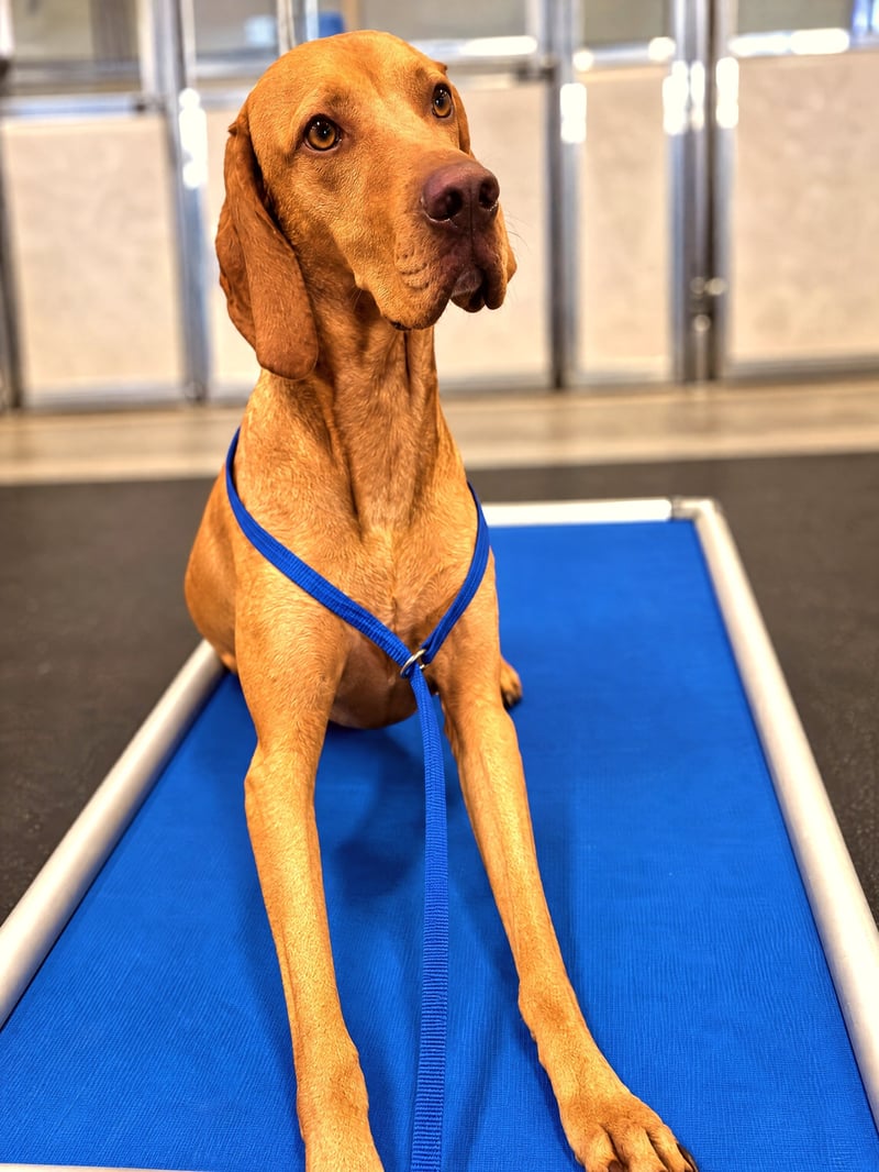 A focused hound dog holding a calm down-stay on a blue training cot inside an indoor arena.