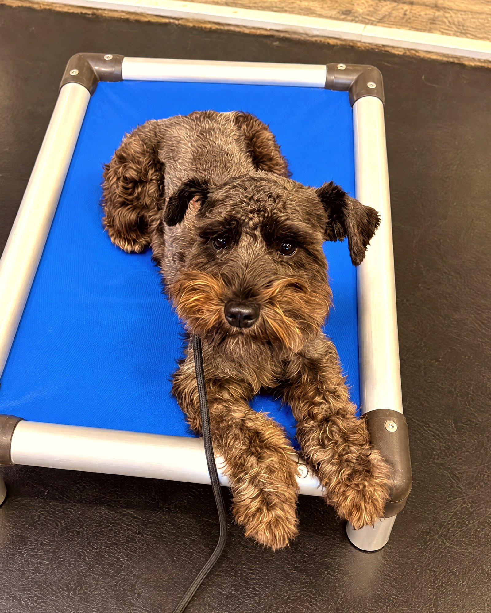 A small brown and black schnauzer mix resting calmly on a blue elevated cot.