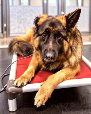 A long-haired German Shepherd resting calmly on a red elevated place cot during indoor training.