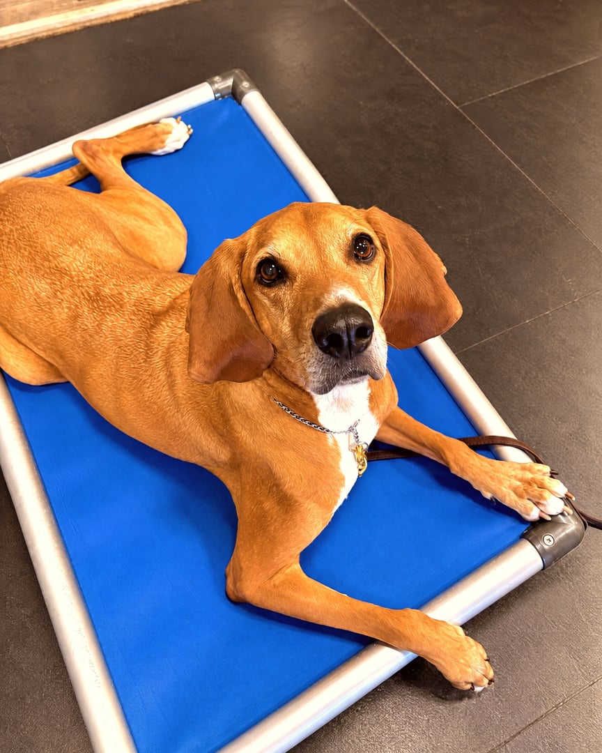 A tan hound dog lying obediently on a blue raised place cot inside a training facility.