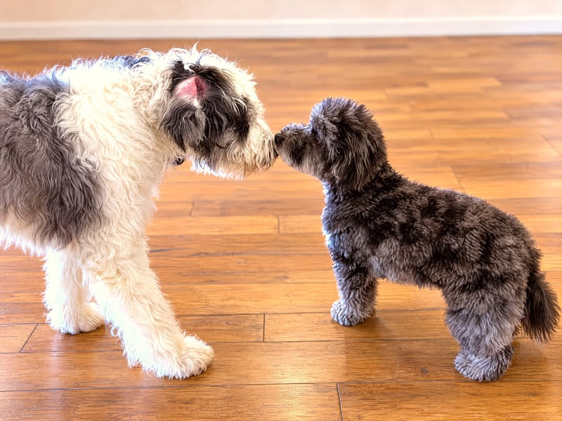 Two curly-coated dogs gently touch noses during indoor supervised socialization time.