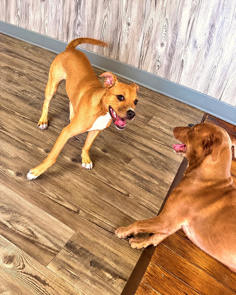 Two dogs playing together inside an indoor training facility playroom.