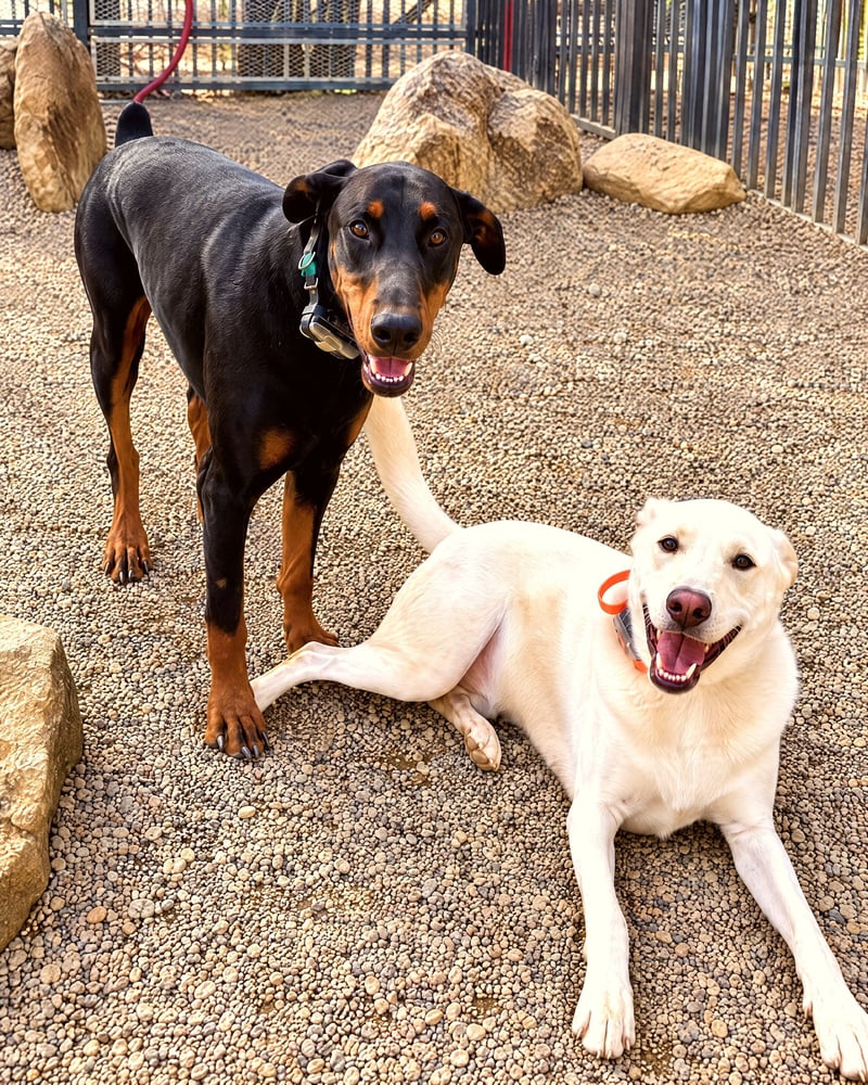 A Doberman Pinscher standing next to a smiling cream Labrador retriever mix lying on pea gravel in an outdoor yard.