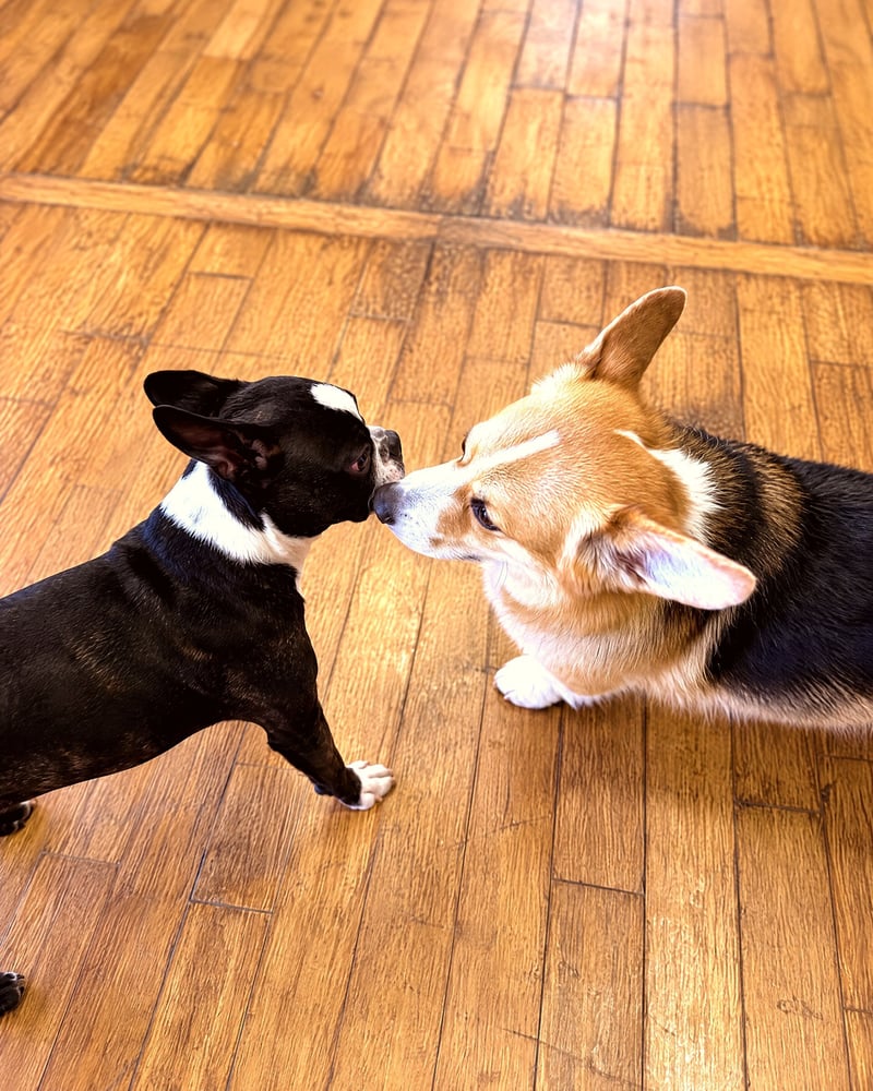 A Boston terrier and a Corgi calmly greet and sniff each other during indoor supervised social time.