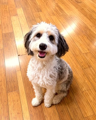 Fluffy black and white doodle sitting on a wood floor looking up happily.