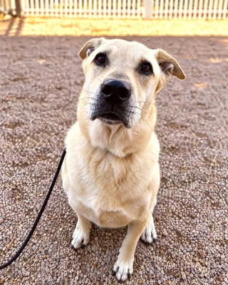 A tan mixed-breed dog sitting on a gravel yard on leash, looking directly at the camera.