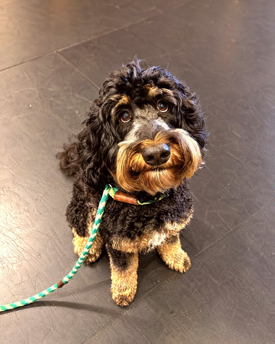A black and tan curly-coated doodle sits and looks up while wearing a green slip lead indoors.
