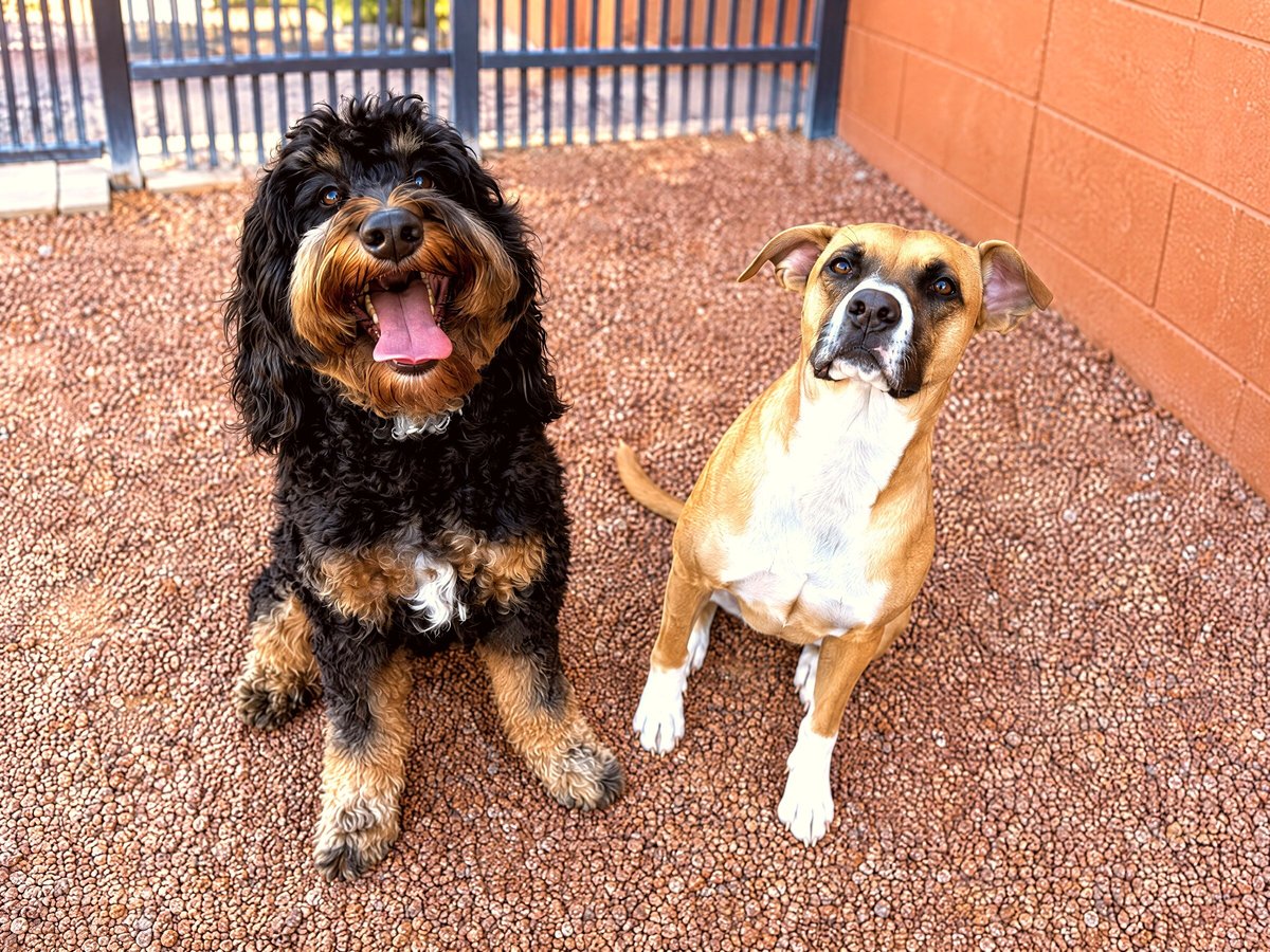 A black doodle and a tan mixed breed dog sitting side by side outdoors in a training yard.