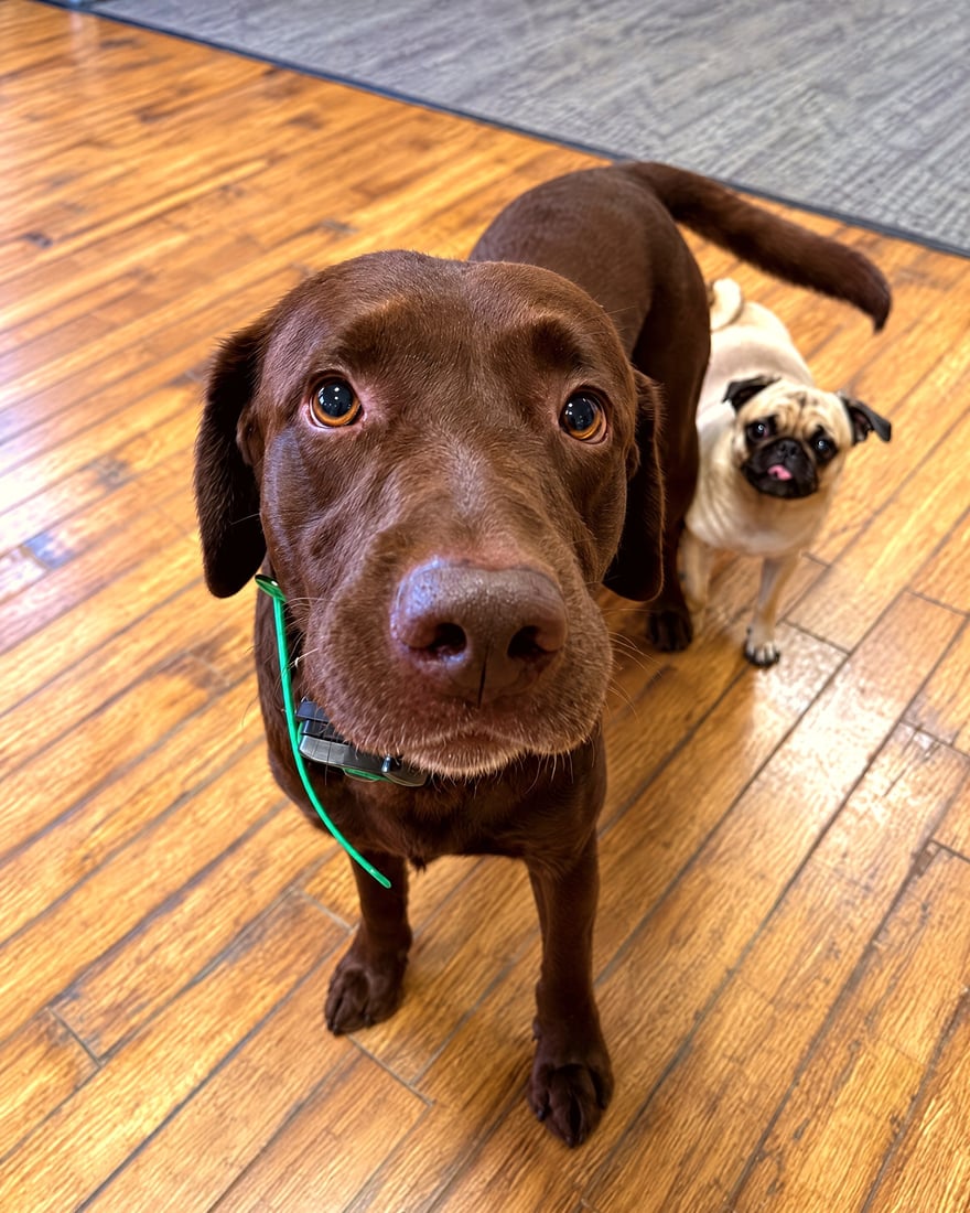 A chocolate Labrador and a small fawn pug standing calmly side by side on a wood floor.