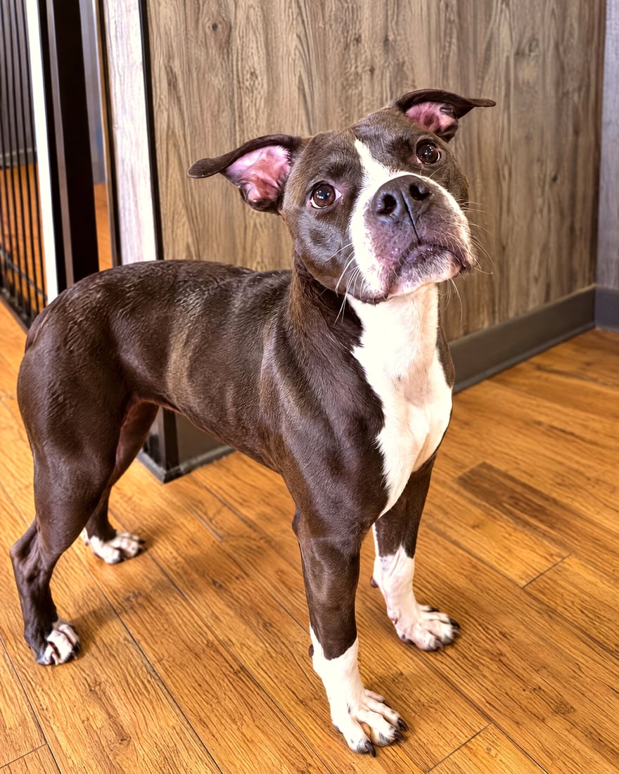 A brindle and white pit bull mix stands indoors with a head tilt near boarding suites.