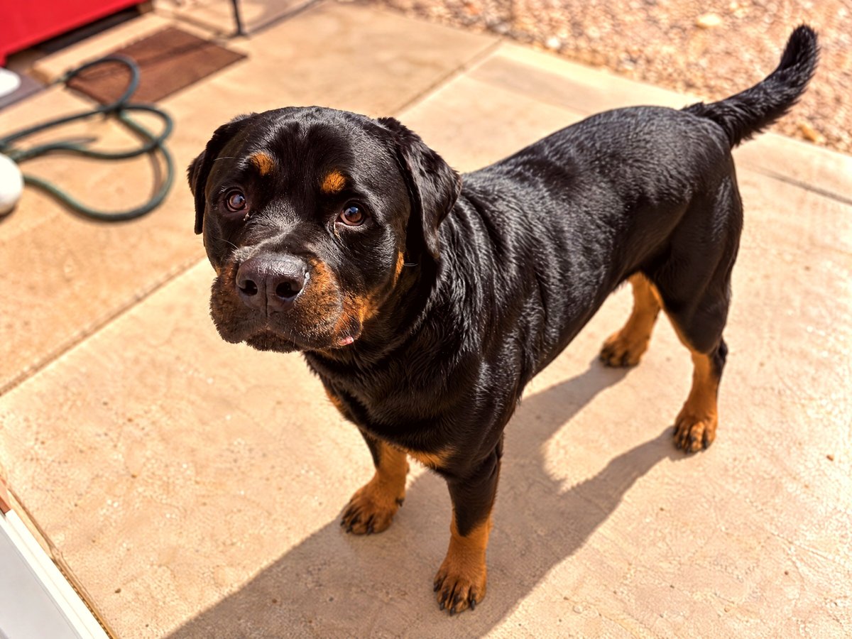 A calm black and tan Rottweiler stands attentively outdoors during an assessment day.