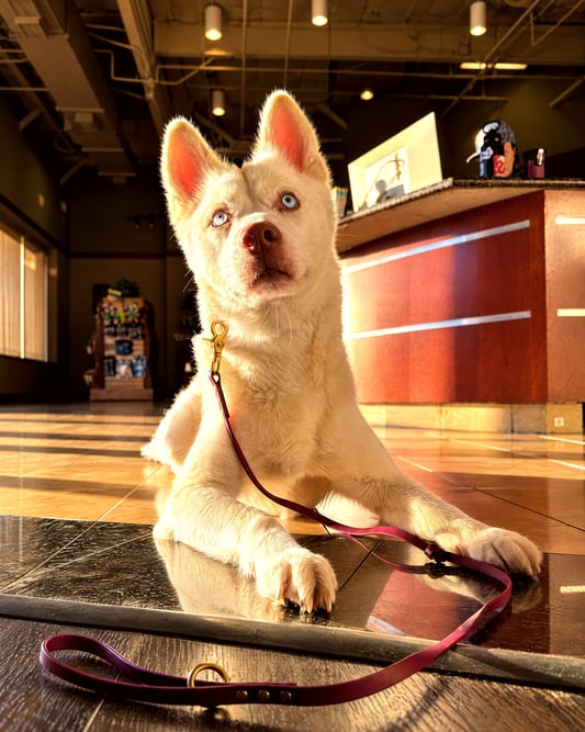 A white dog lies calmly on the lobby floor by a reception desk in natural morning sunlight.