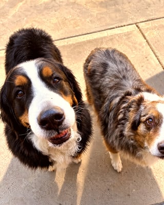 A Bernese Mountain Dog mix and an Australian Shepherd looking up attentively while standing outdoors on concrete.