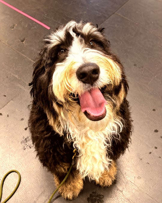 A Bernedoodle sitting on a rubber training floor looking up happily with its tongue out.
