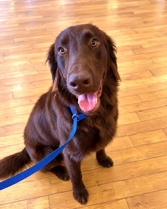 Brown retriever mix dog sitting on wood flooring with a blue leash attached to its collar looking up attentively.