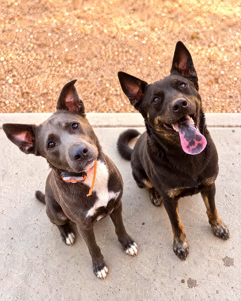 Two alert mixed-breed dogs sitting calmly side by side on an outdoor concrete patio.
