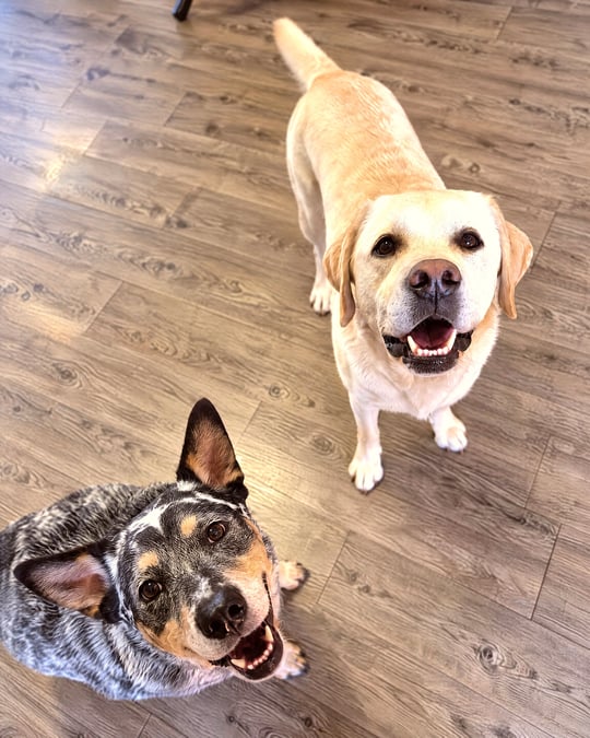 A yellow Labrador Retriever and an Australian Cattle Dog looking up together on an indoor wood floor.