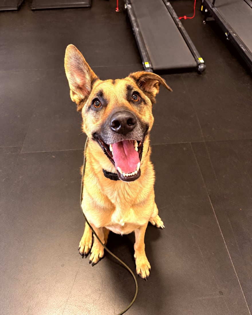 Attentive German Shepherd mix sitting on a lead in a training room in front of canine treadmills.
