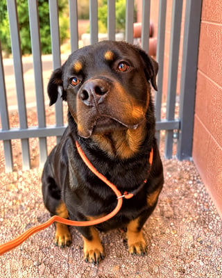 A Rottweiler sitting attentively outdoors in an orange slip lead next to a metal gate.