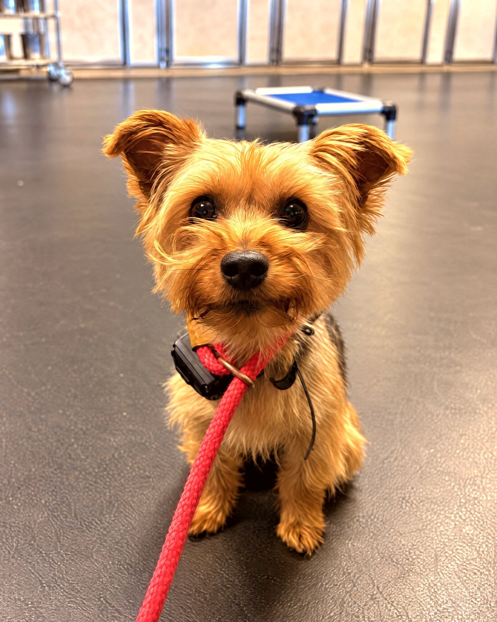 A small terrier wearing a training collar and red lead sits calmly on the indoor training floor.