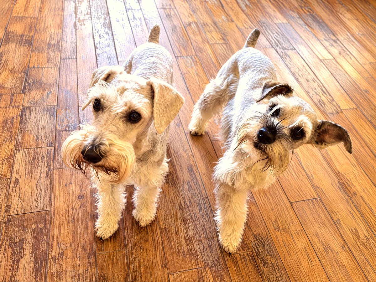 Two groomed schnauzers standing attentively side by side on a wood floor looking up.