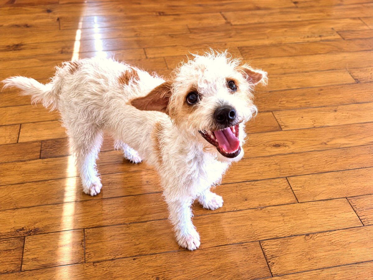 Happy scruffy puppy standing on wood flooring and looking up with an open mouth.