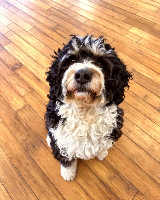 Black and white curly doodle sitting on wood flooring and looking up at the camera.