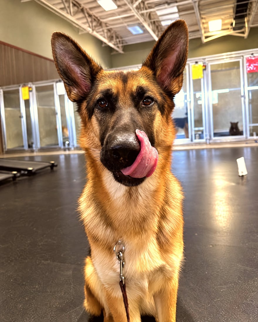 German Shepherd on a leash sitting calmly in a spacious indoor training and boarding facility.