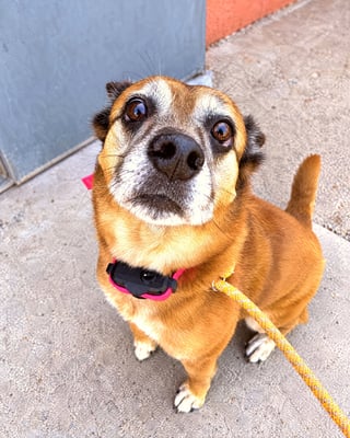 Senior brown mixed-breed dog sitting on concrete outdoors, looking up attentively while wearing an e-collar and leash.