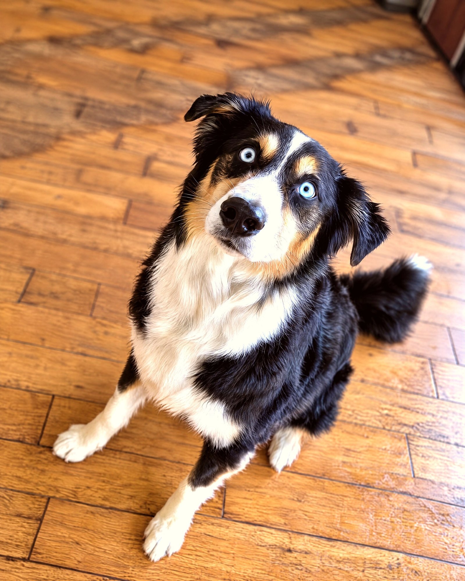 Australian Shepherd looking upward with an alert, expectant expression on a wood-look floor.