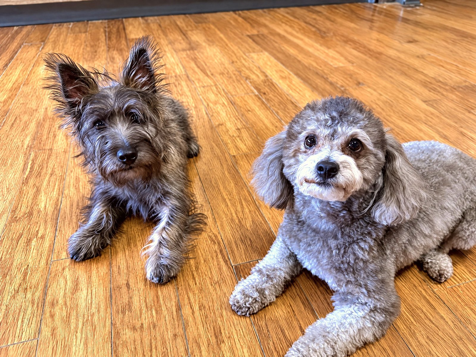 A small scruffy terrier mix and a grey poodle mix lying down side by side on an indoor wood-style floor.