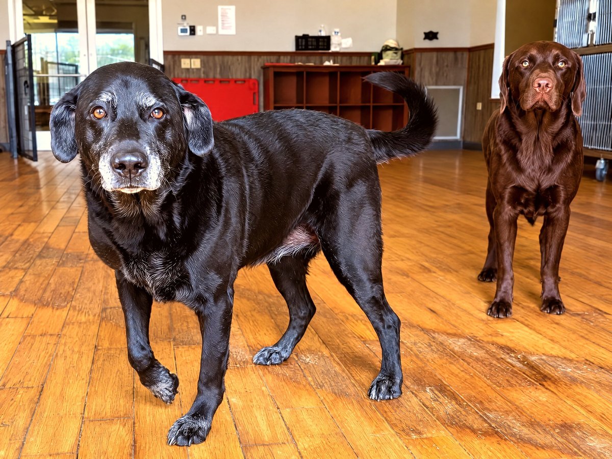 Senior black Labrador mix standing indoors on wood flooring with a chocolate Labrador standing nearby.