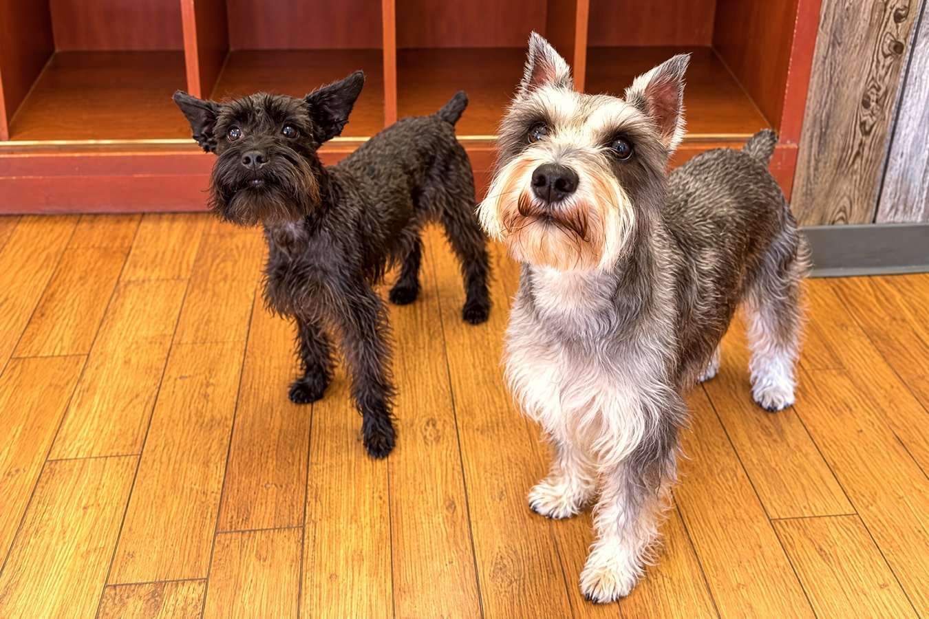Two attentive Schnauzers waiting calmly on wood laminate flooring inside the facility.