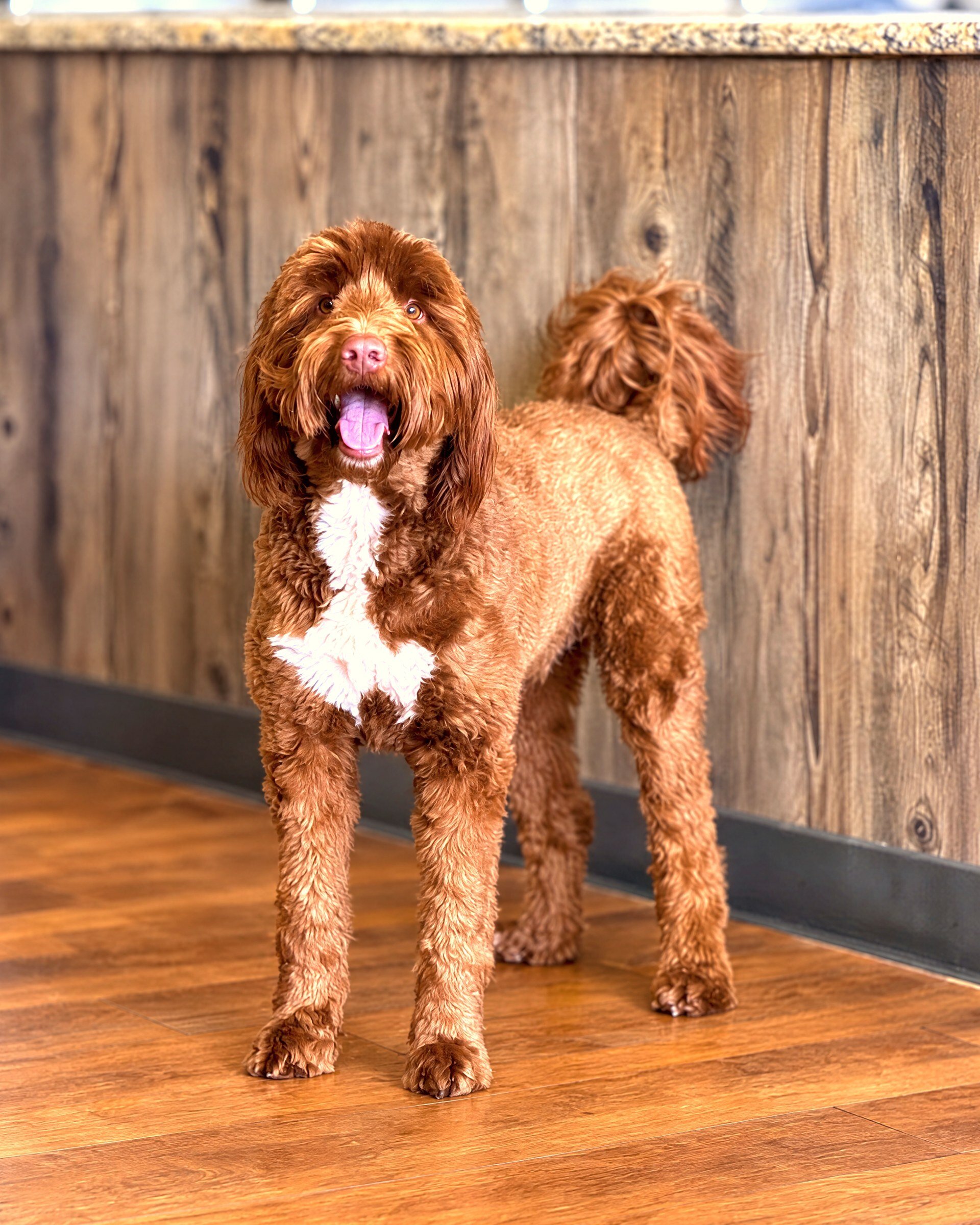 Alert red goldendoodle standing attentively indoors on a wood floor in front of wood paneling.