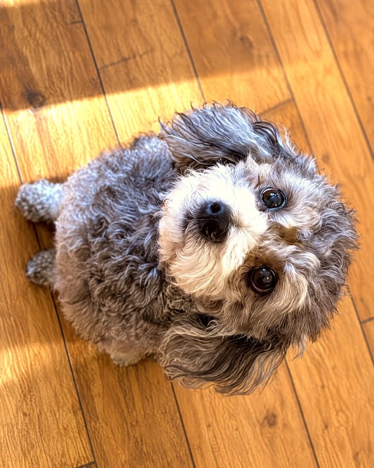 A small grey and white curly-coated dog sitting on a wood floor and looking up attentively.