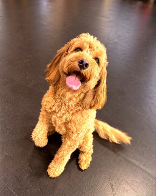 A fluffy golden doodle sitting and looking up happily on a black indoor training floor.