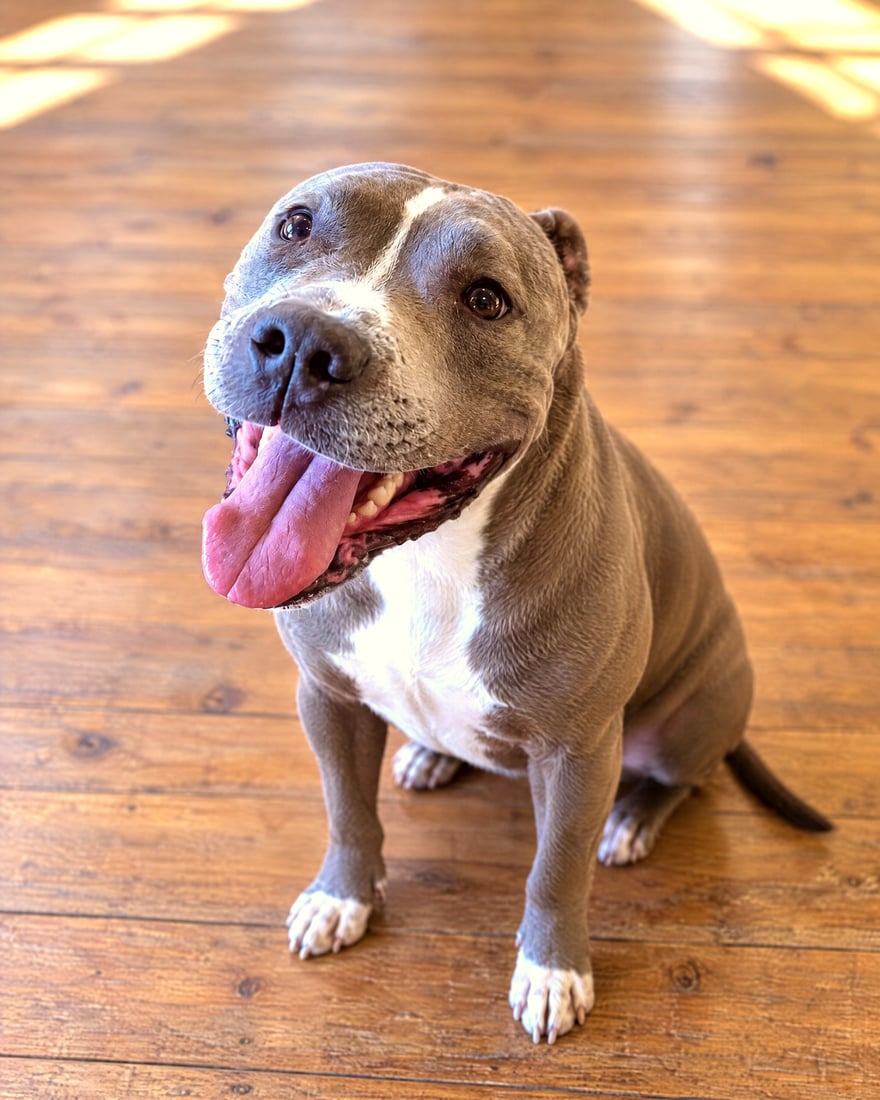 Gray and white pit bull mix sitting calmly on polished wood floor in an indoor training room.