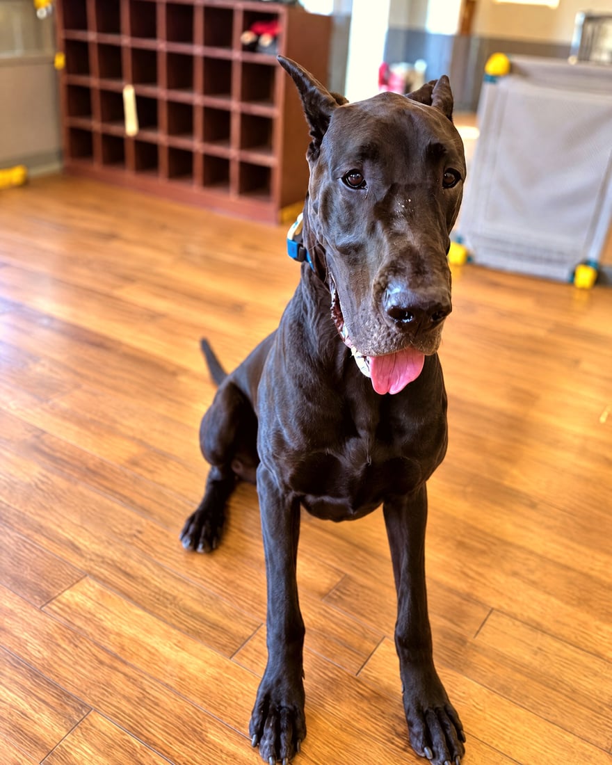 A large black Great Dane sitting patiently on the wood-style floor of the indoor Scottsdale training facility.