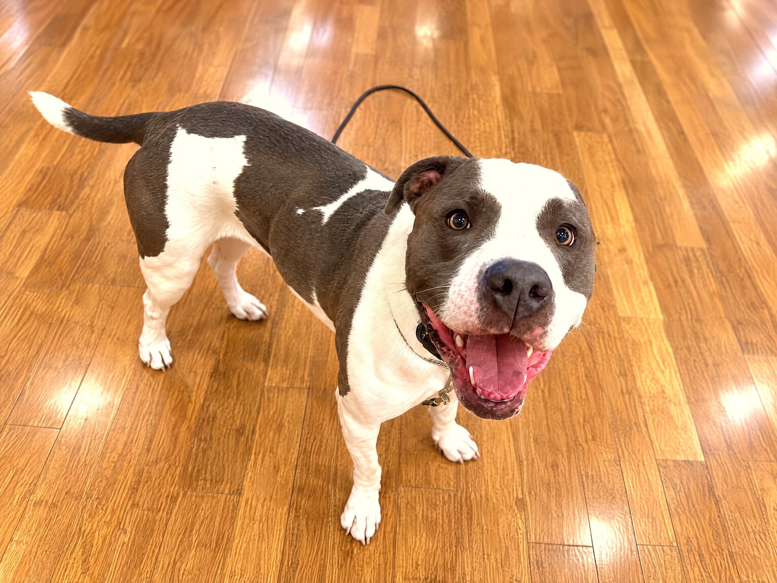 A smiling gray and white pit bull mix stands attentively on a wood training floor on leash.
